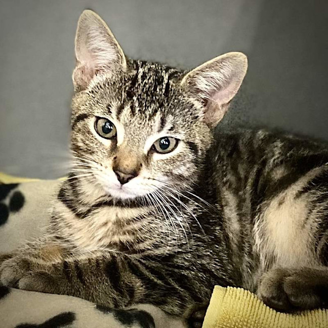Photo of Cassius
