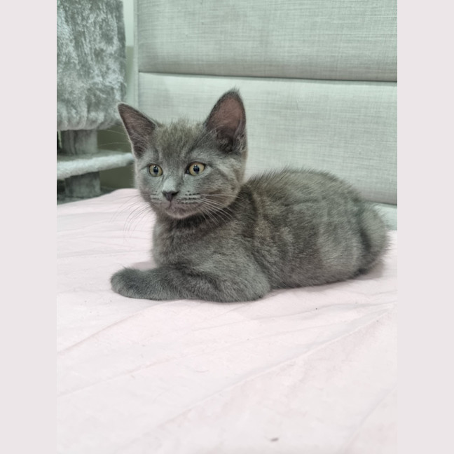 Photo of Ashy