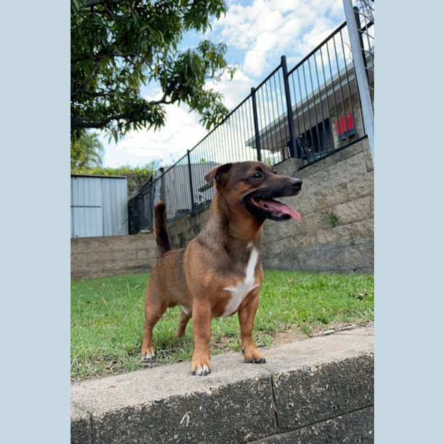 Photo of Scrappy