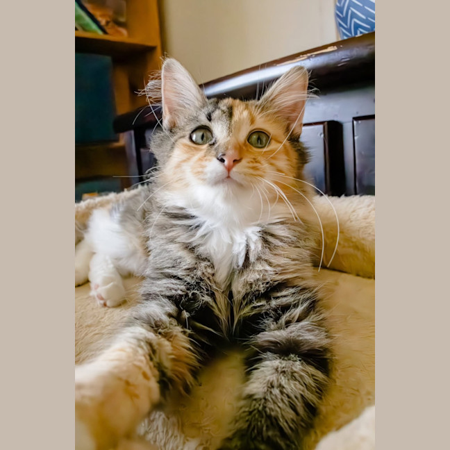 Photo of Marble