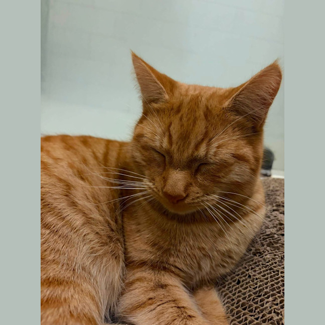 Photo of Archie