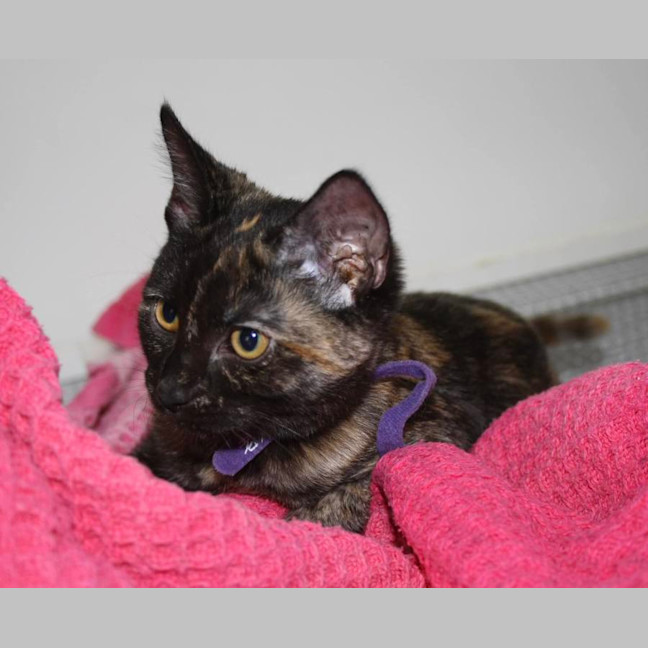 Photo of Aelia