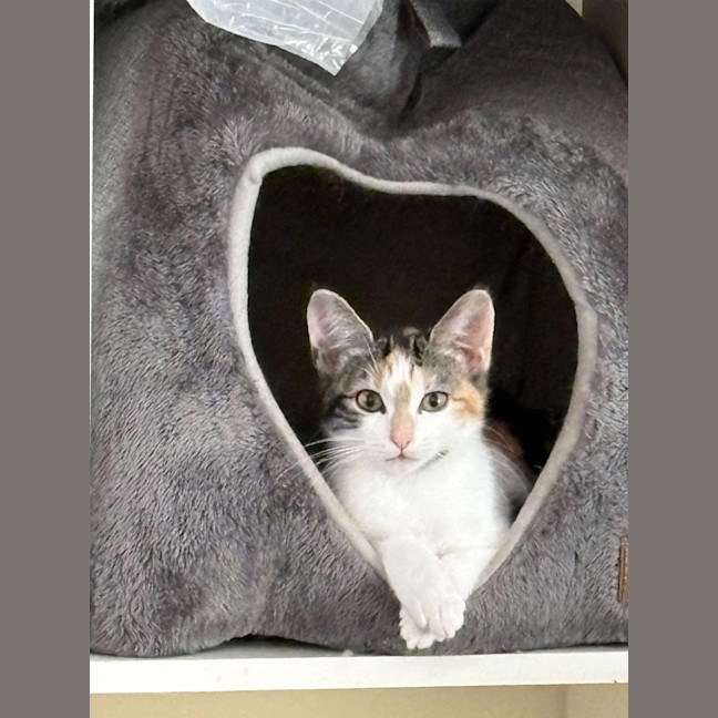 Photo of Echo