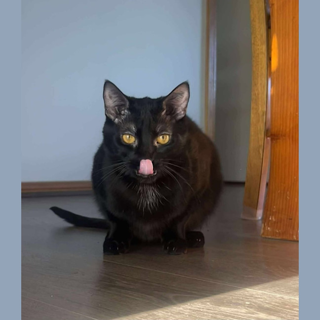 Photo of Violet And Prickle