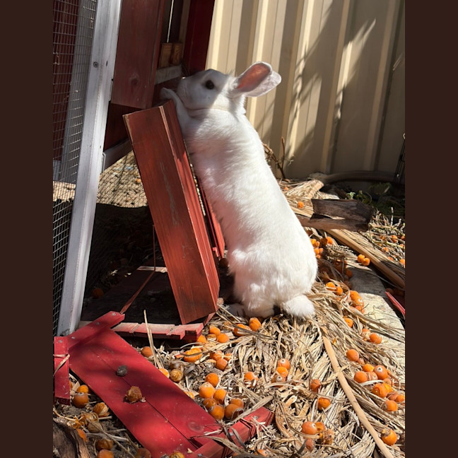 Photo of Gypsy