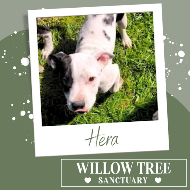 Photo of Hera