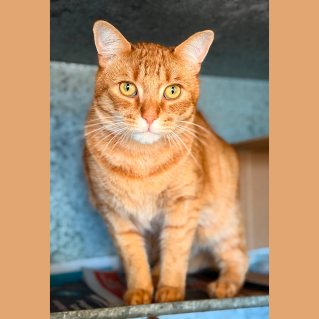 Photo of Odin