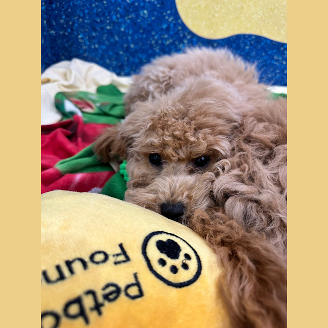 Photo of Milo