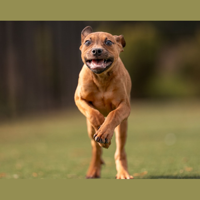 Photo of Sharni Imp 1124