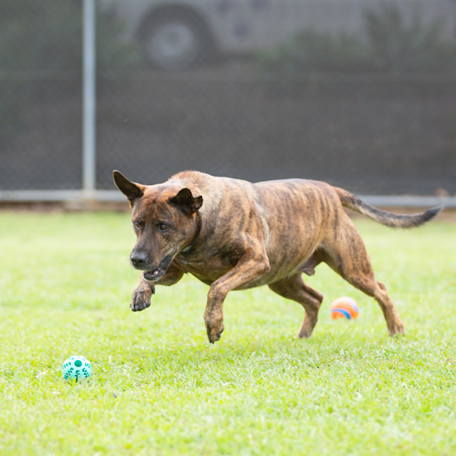 Photo of Rusty