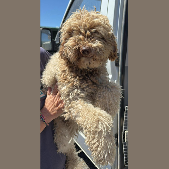 Photo of Arlo