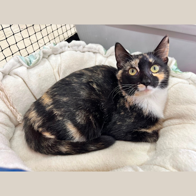 Photo of Izzy *9 Lives Project Rescue*