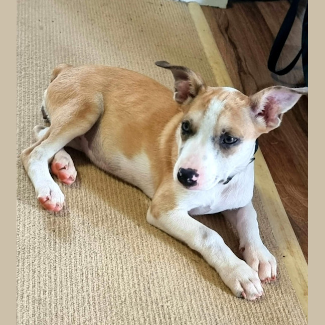 Photo of Maple