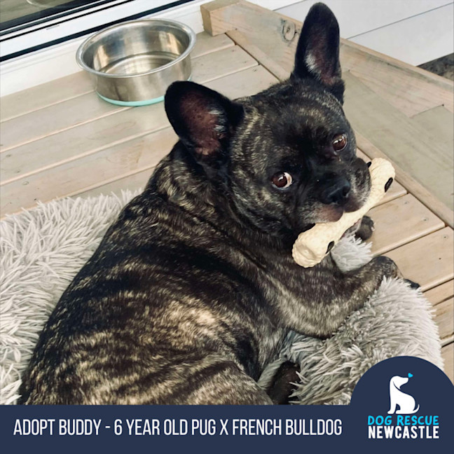 Photo of Buddy   6 Year Old Pug X French Bulldog