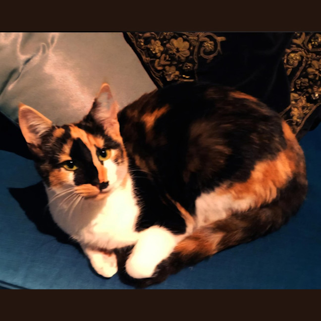 Photo of Lamington 