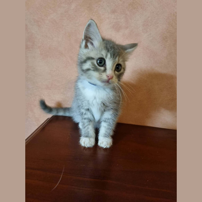 Photo of Tumble 