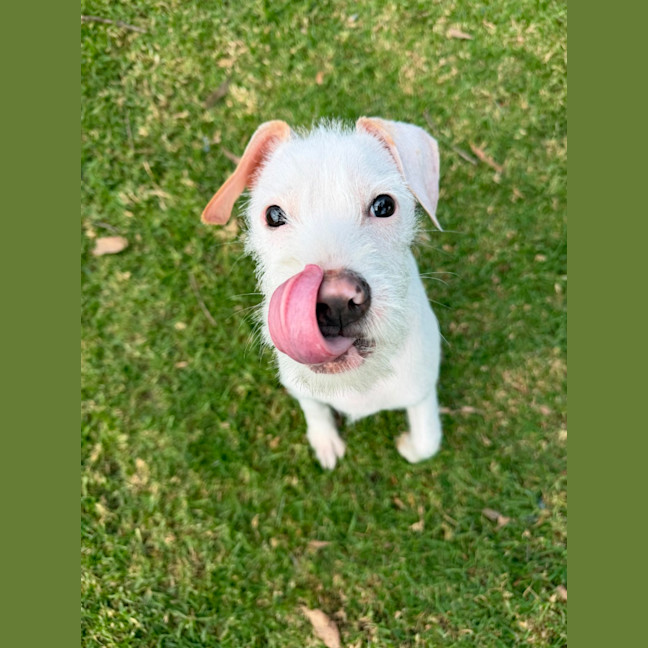 Photo of Pearl