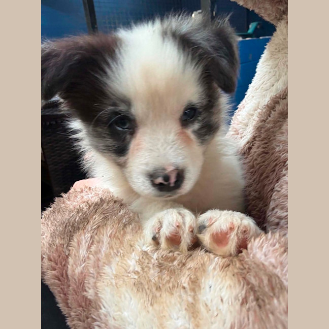 Photo of Thor