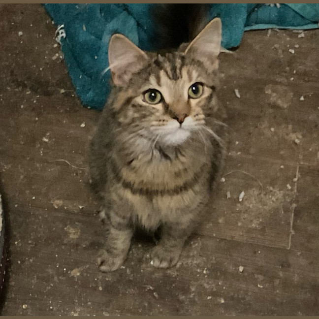 Photo of Bubbles / Buttercup