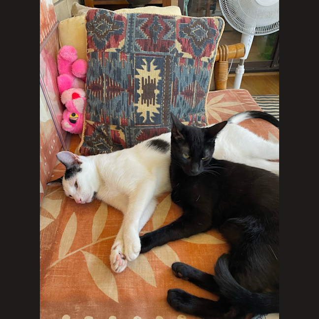 Photo of Sir Cuddles A Lot   6 Month Old Domestic Sh