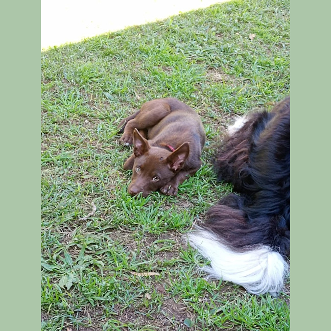 Photo of Willow