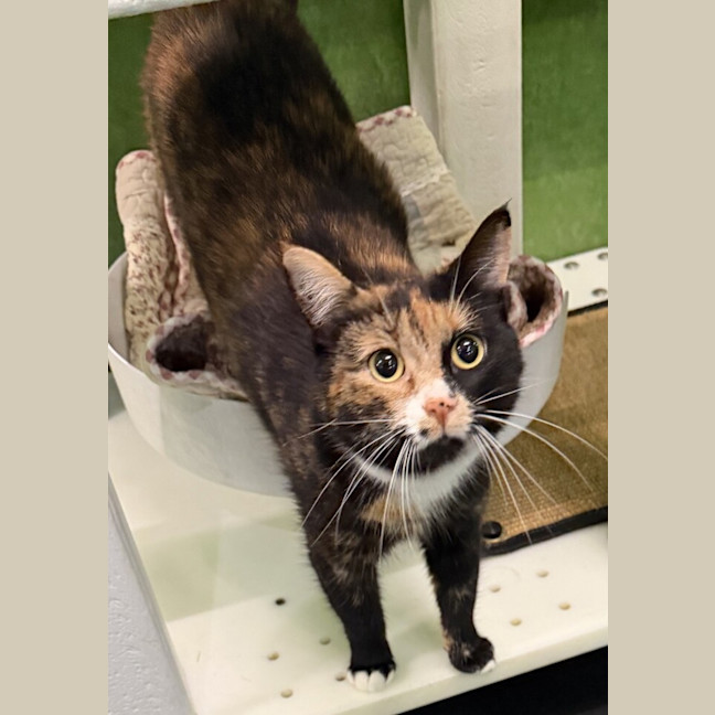 Photo of Tulip