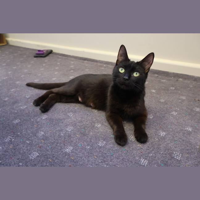 Photo of Atari