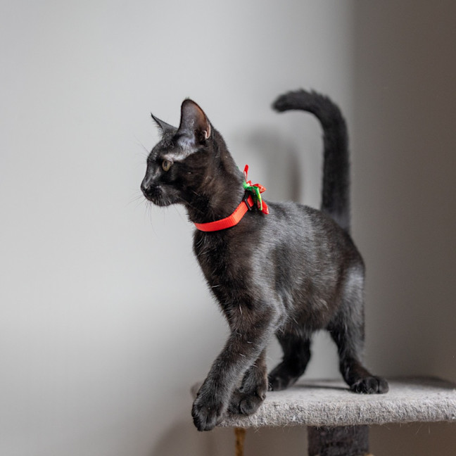 Photo of Puma
