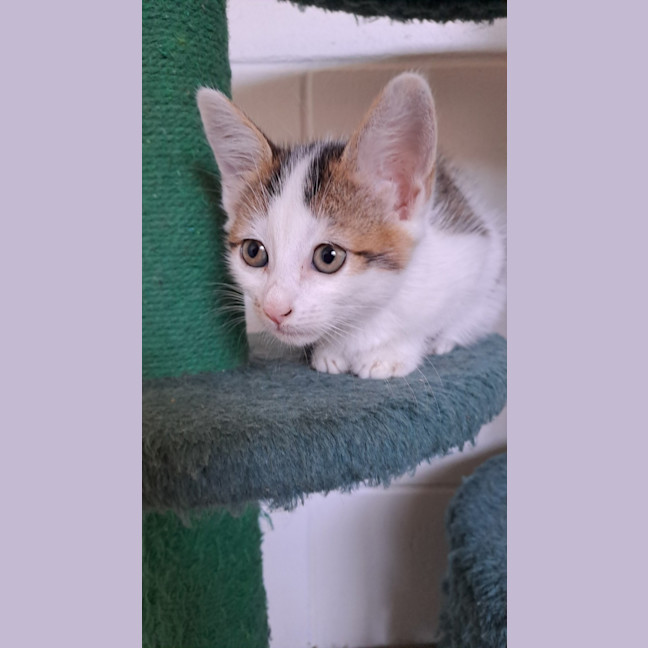 Photo of Fuzzberry
