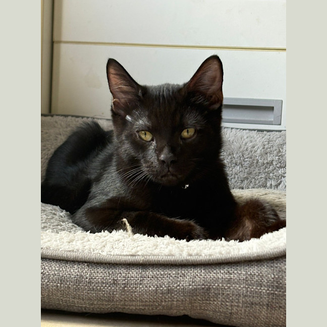 Photo of Onyx
