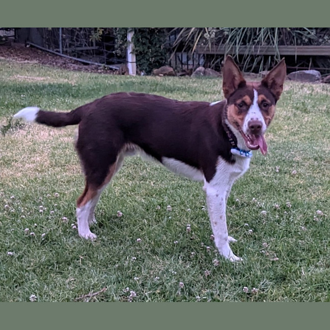 Photo of Jasper