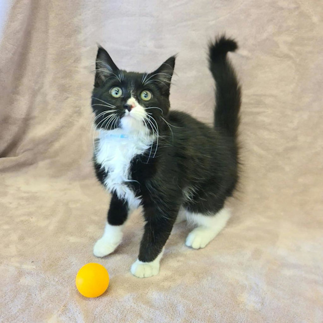 Photo of Reggie