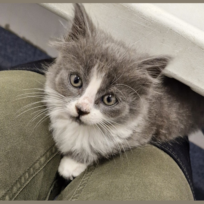 Photo of C1376 Smokey