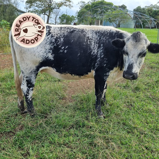 Photo of  Amora, Faith, Tim & Chance