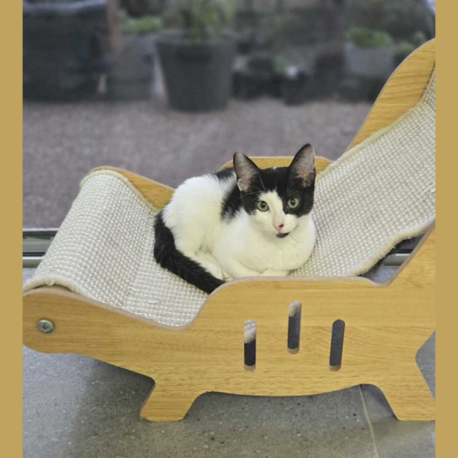 Photo of Daisy