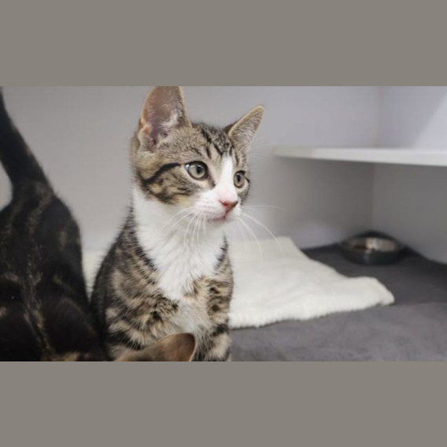 Photo of Pepperoni
