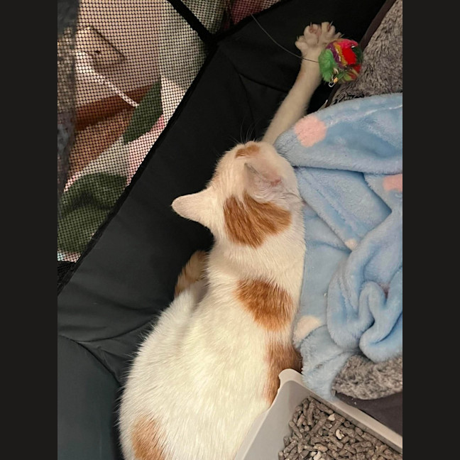 Photo of Peaches
