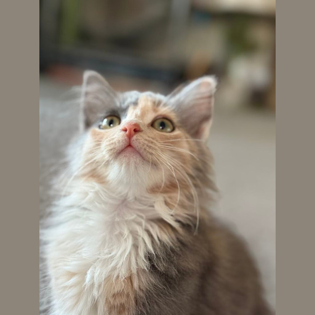 Photo of Trash Goblin Meetme@Petstock Mornington Nepean Hwy