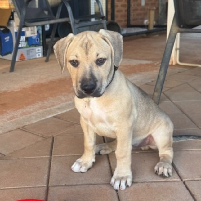 Photo of Rusty