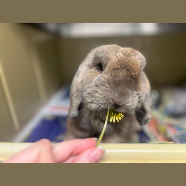 Photo of Hazelnut *Available At Pet Stock Engadine*