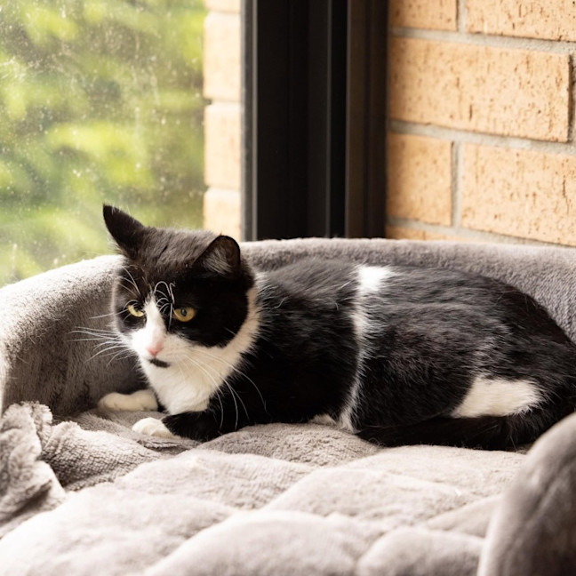 Photo of Pip   In Foster Care In Cranbourne