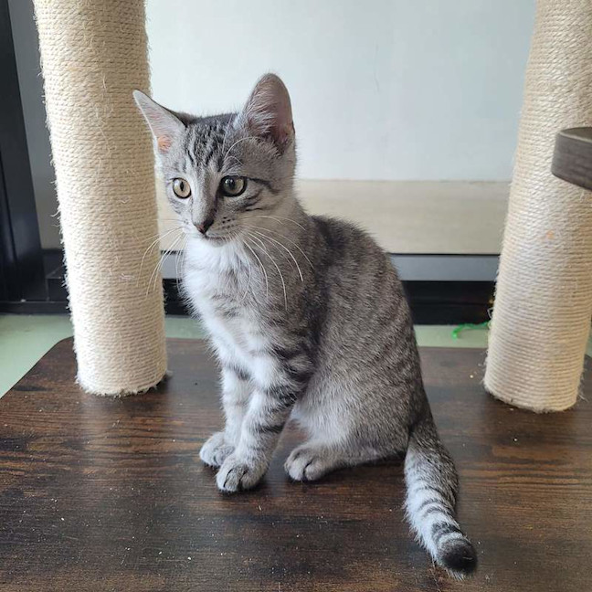 Photo of Ash