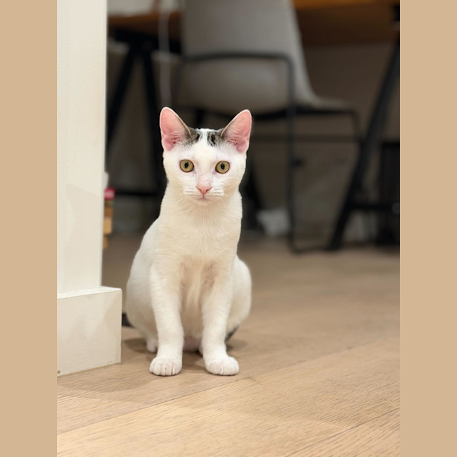 Photo of Agatha