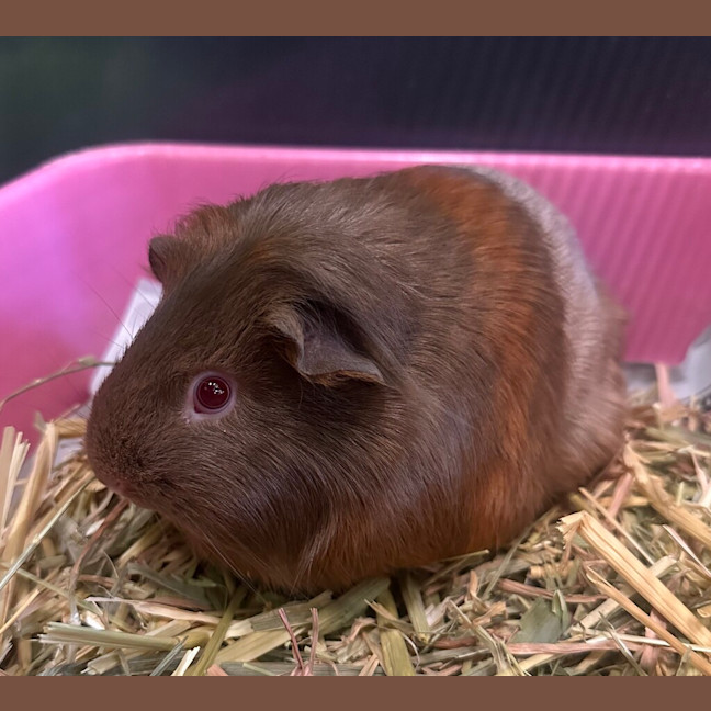 Photo of Bagel (Bonded To Brioche)