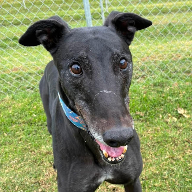 Photo of Prince (Prev. Krui) The Greyhound