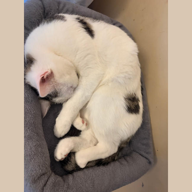 Photo of Toby