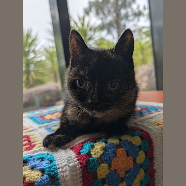 Photo of Crusoe