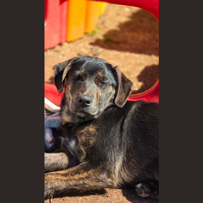 Photo of Shadow
