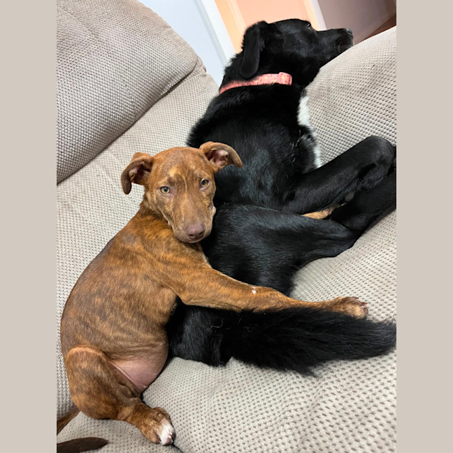 Photo of Rosie   4 Month Old Kelpie X Staffy (Trial 5/10)