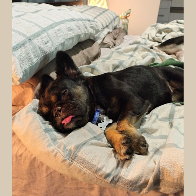 Photo of Gidget   3 Year Old French Bulldog